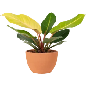aglonema