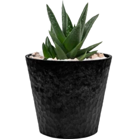 aloe-vera-mini