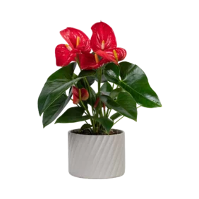anthurium-red