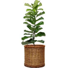 ficus-lyrata
