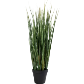 lemon-grass