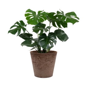 monstera-deliciosa