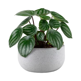 peperomia